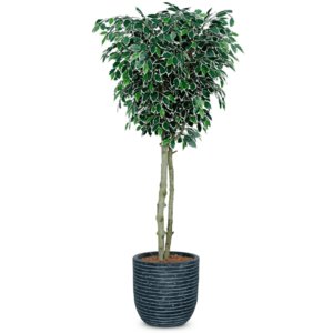 6ft Artificial Ficus Benjamina Tree/